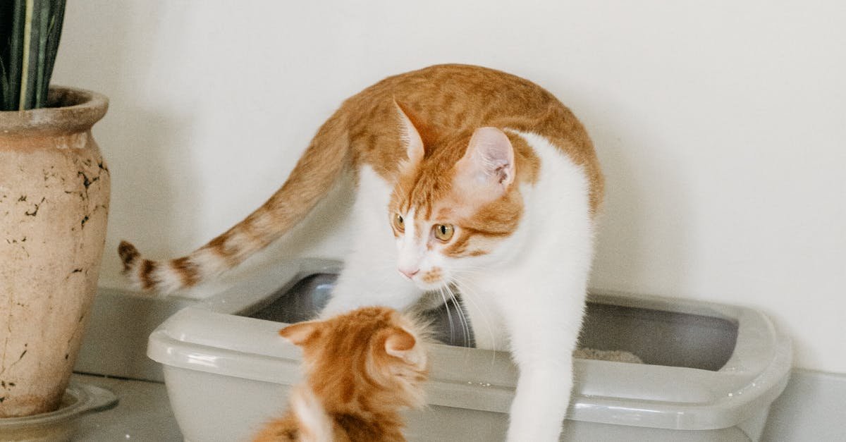 A mother tabby cat and her kitten interact indoors near a litter box.